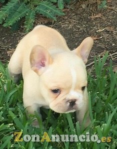 Regalo bulldog frances cachorros para adopcion
